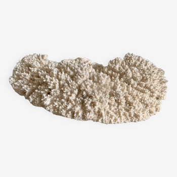 White coral 33 cm