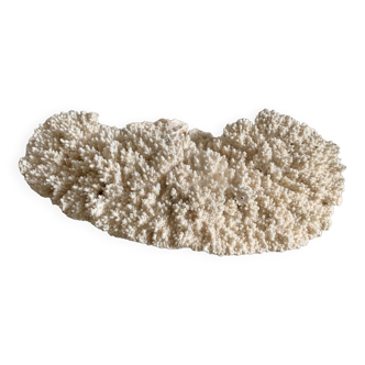 Corail blanc 33 cm