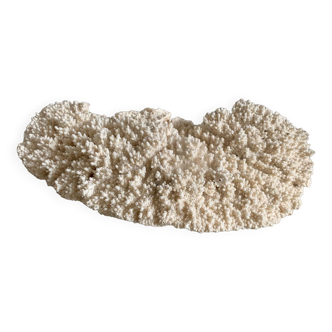 White coral 33 cm