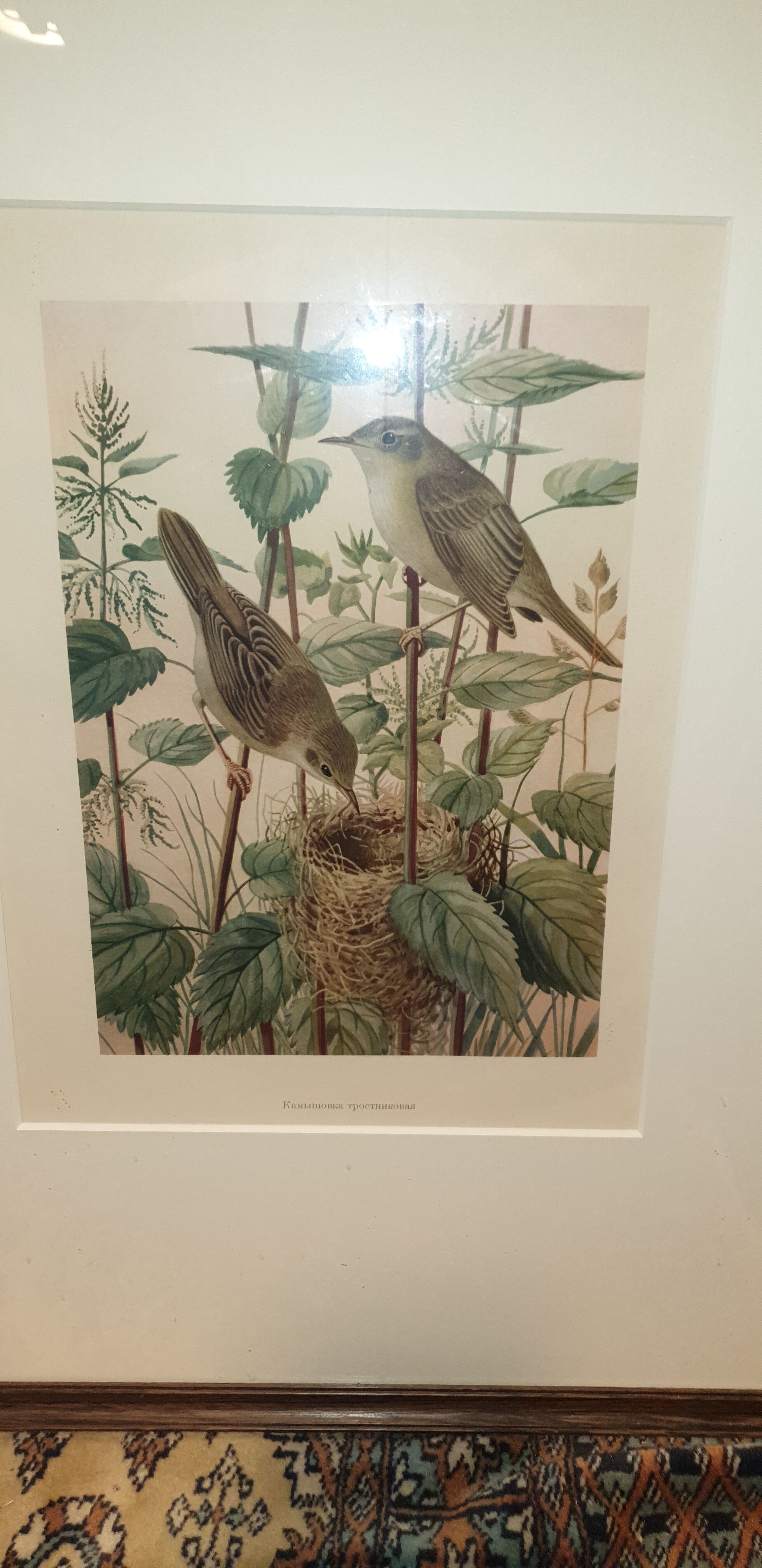 Ornithological engraving