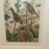 Ornithological engraving