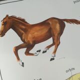 Rossignol pedagogical poster "The rabbit and the horse"