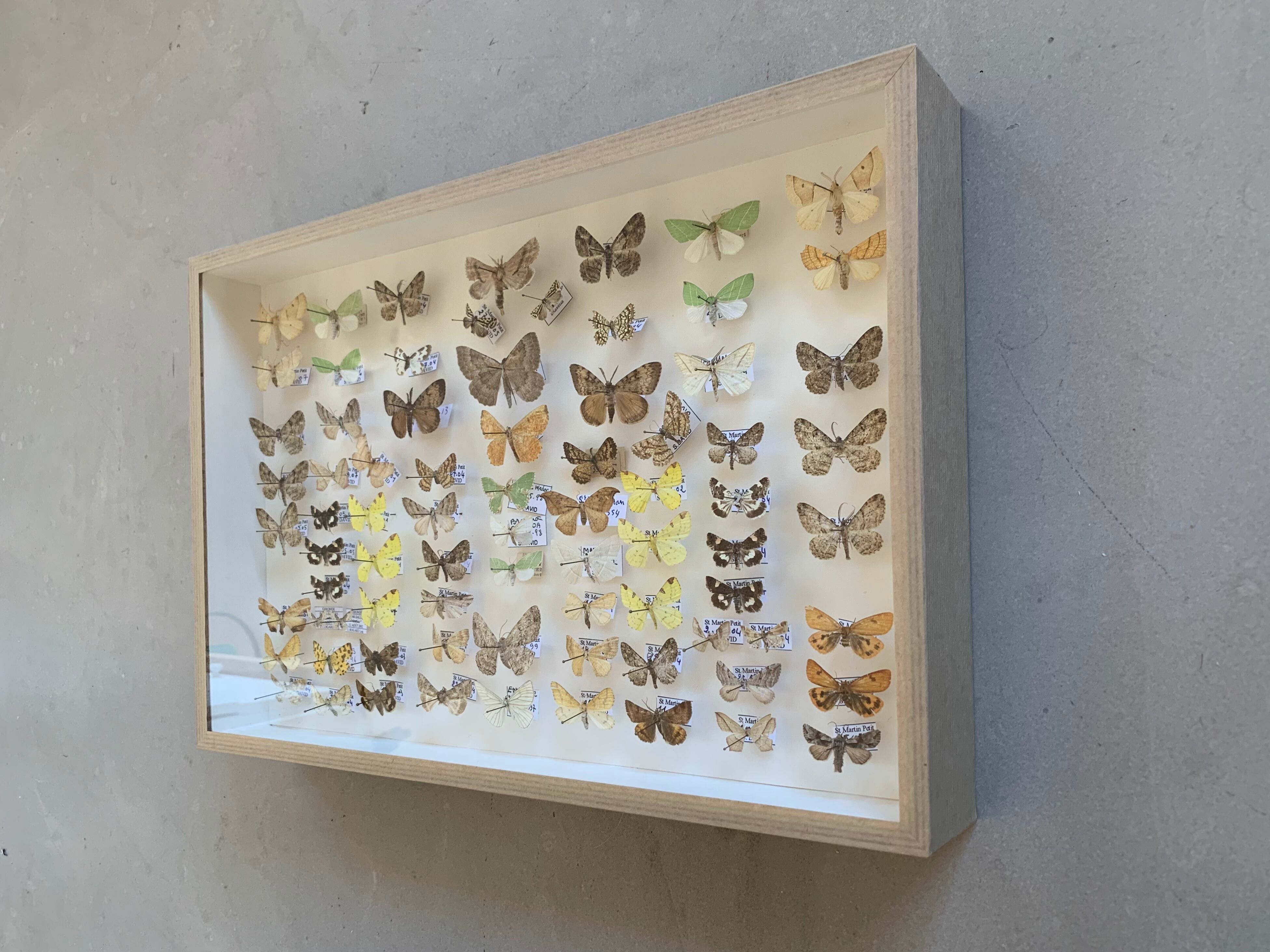Butterflies stuffed under glass