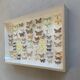 Butterflies stuffed under glass