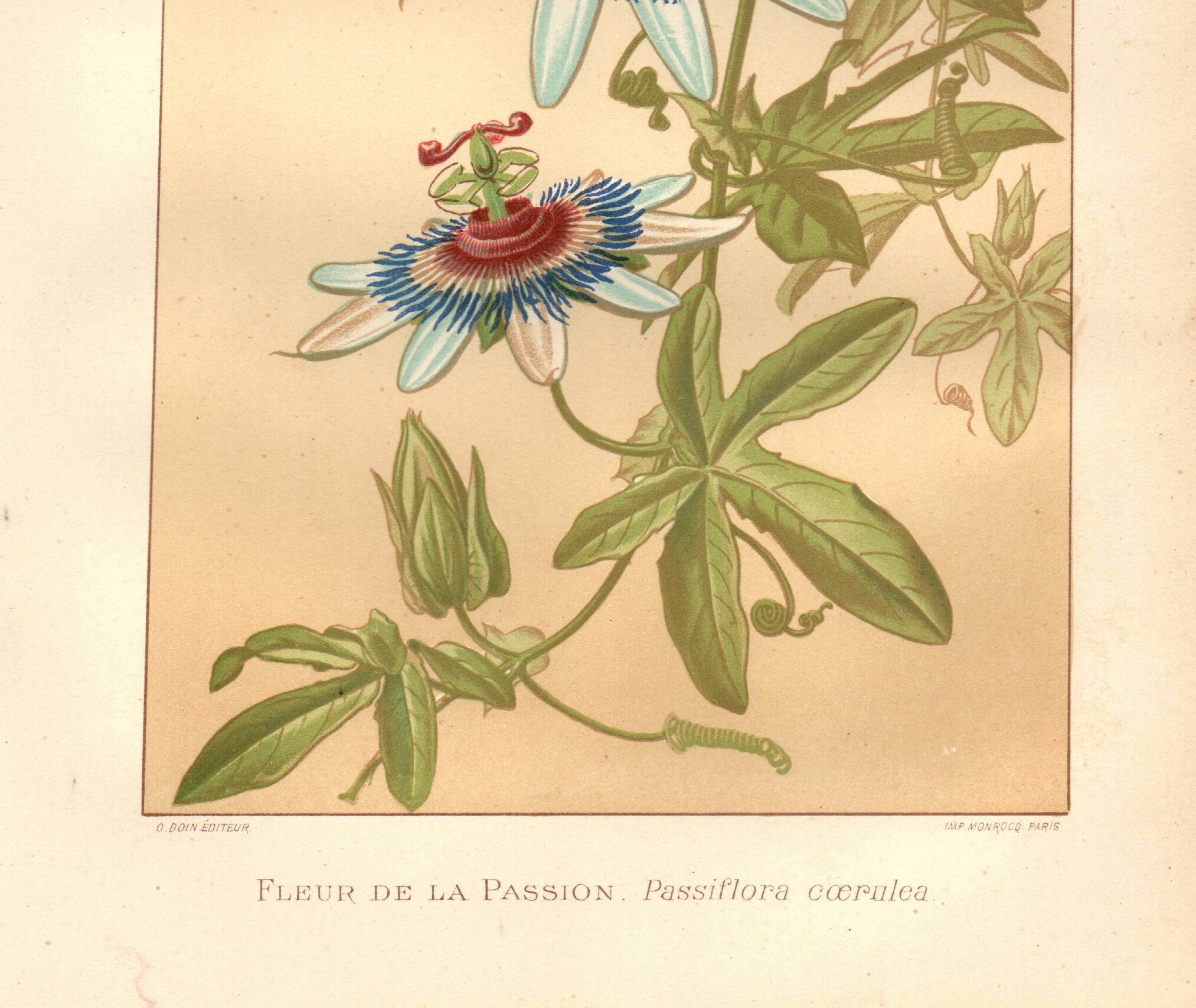 Botanical engraving from 1889 - Passion flower - old plate
