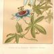 Botanical engraving from 1889 - Passion flower - old plate