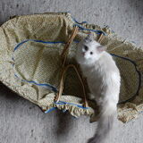 Bassinet moses in palm