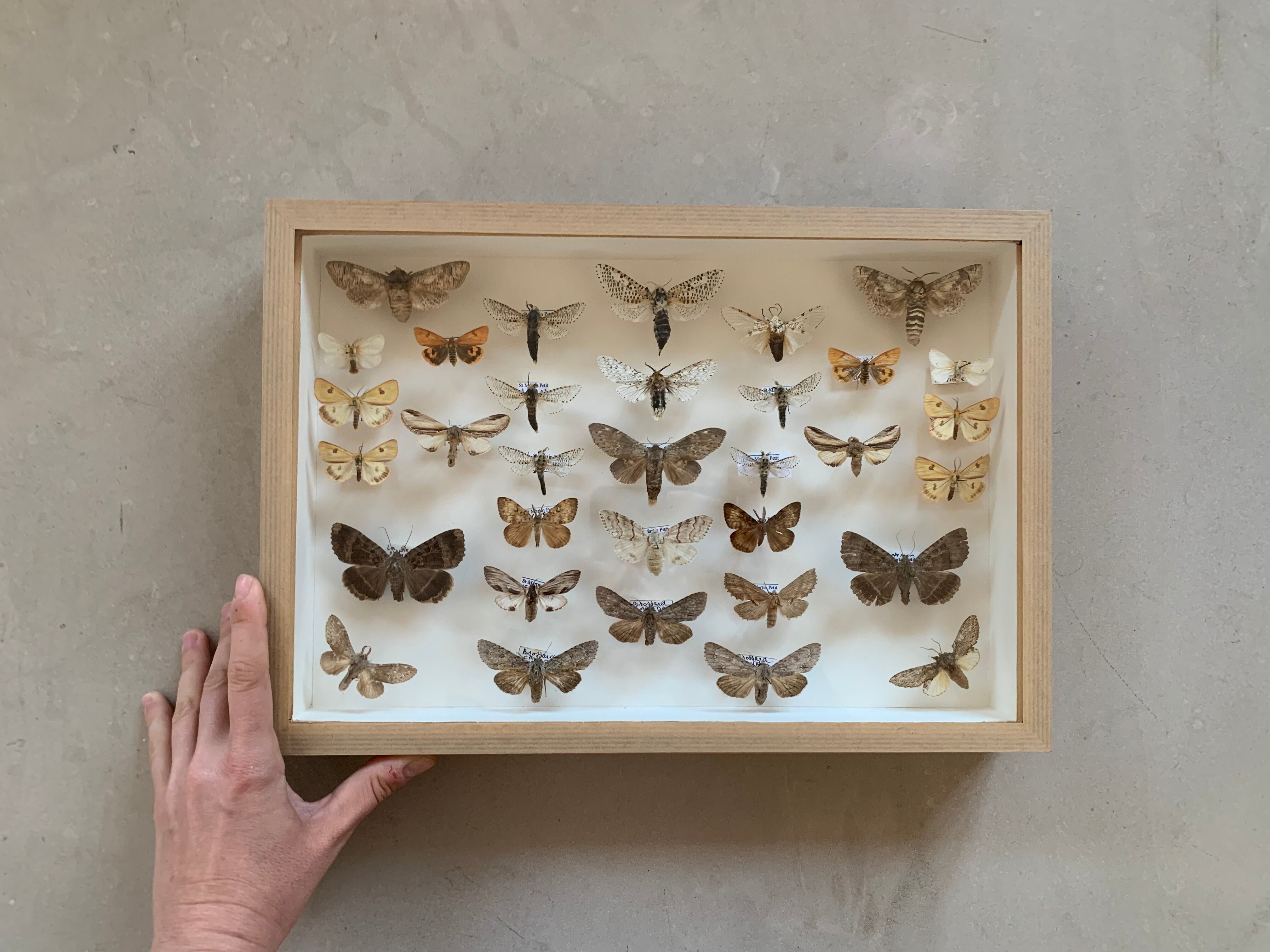 Butterfly frame stuffed under glass