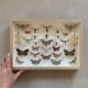 Butterfly frame stuffed under glass