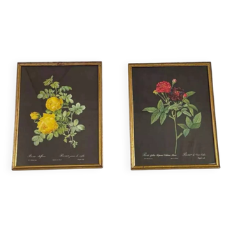Pair of flower engravings