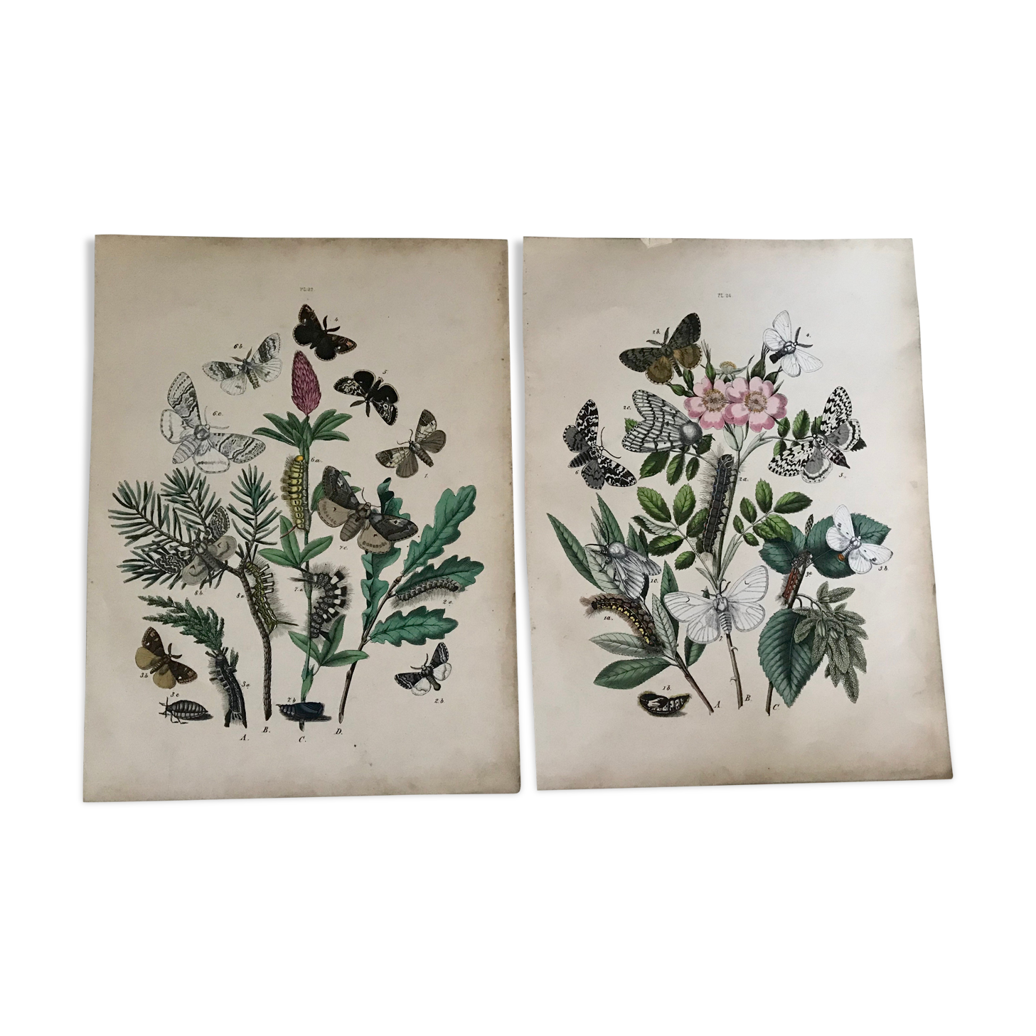 Flower and butterfly boards 1876