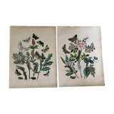 Flower and butterfly boards 1876