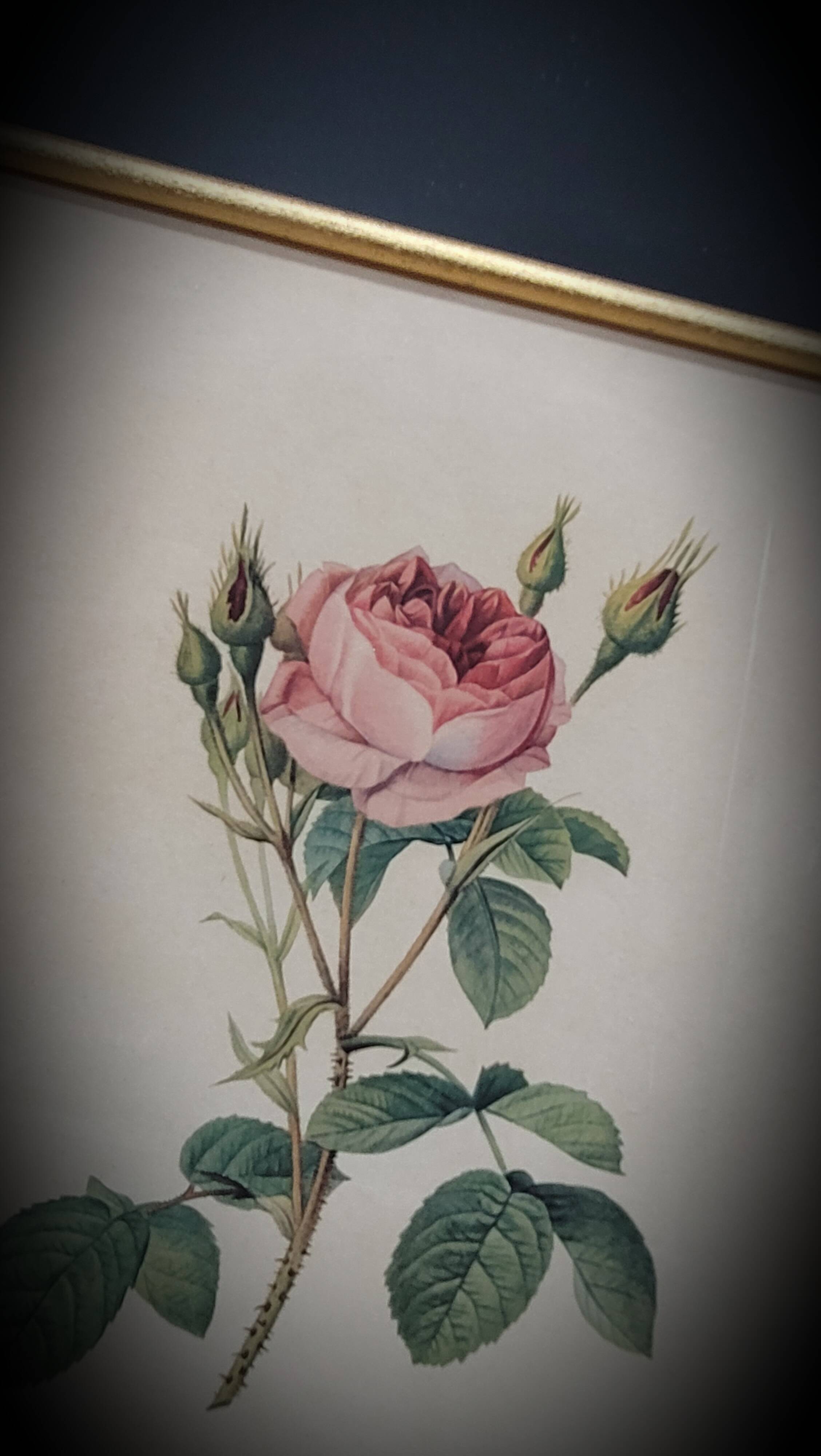 Lithograph Rose Sparkling flowers double flowers