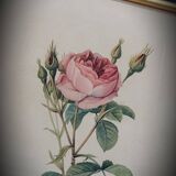 Lithograph Rose Sparkling flowers double flowers