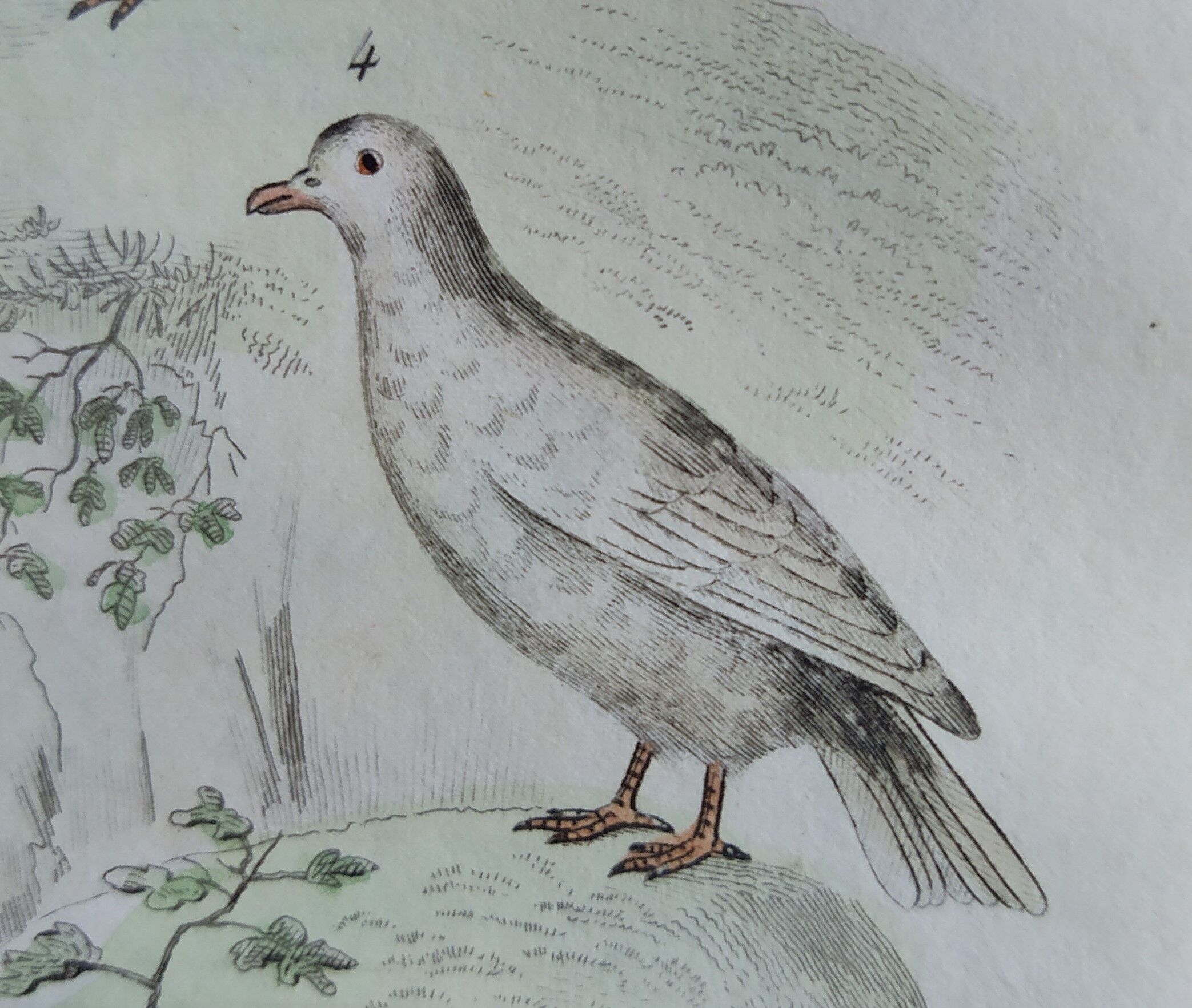 Original Ornithological Plate "Wood Pigeon - Turtle Dove - &c..." Buffon 1836