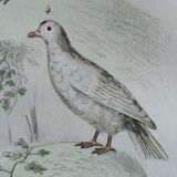 Original Ornithological Plate "Wood Pigeon - Turtle Dove - &c..." Buffon 1836