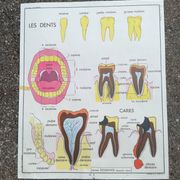 Vintage school poster N°3 Teeth N°4 Digestion Rossignol