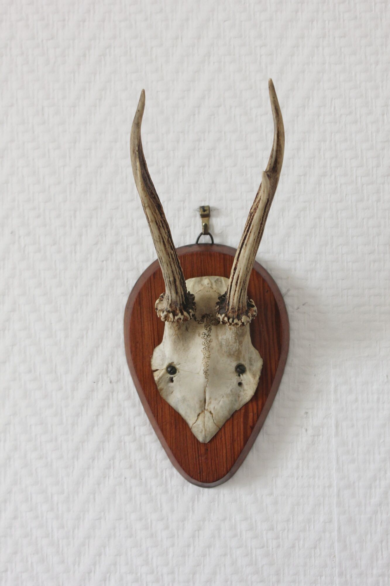 Curiosity Cabinet Hunting Trophy on Vintage Wooden Base