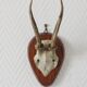 Curiosity Cabinet Hunting Trophy on Vintage Wooden Base