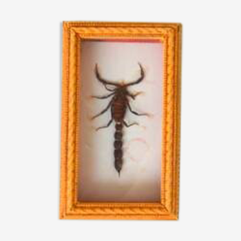 Cadre scorpion naturalisé