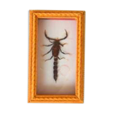 Cadre scorpion naturalisé