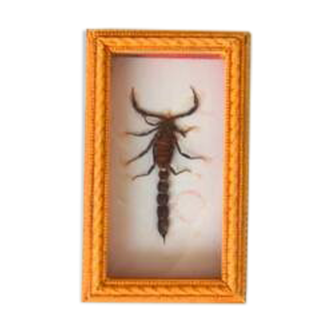 Naturalized scorpion frame