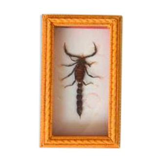 Cadre scorpion naturalisé