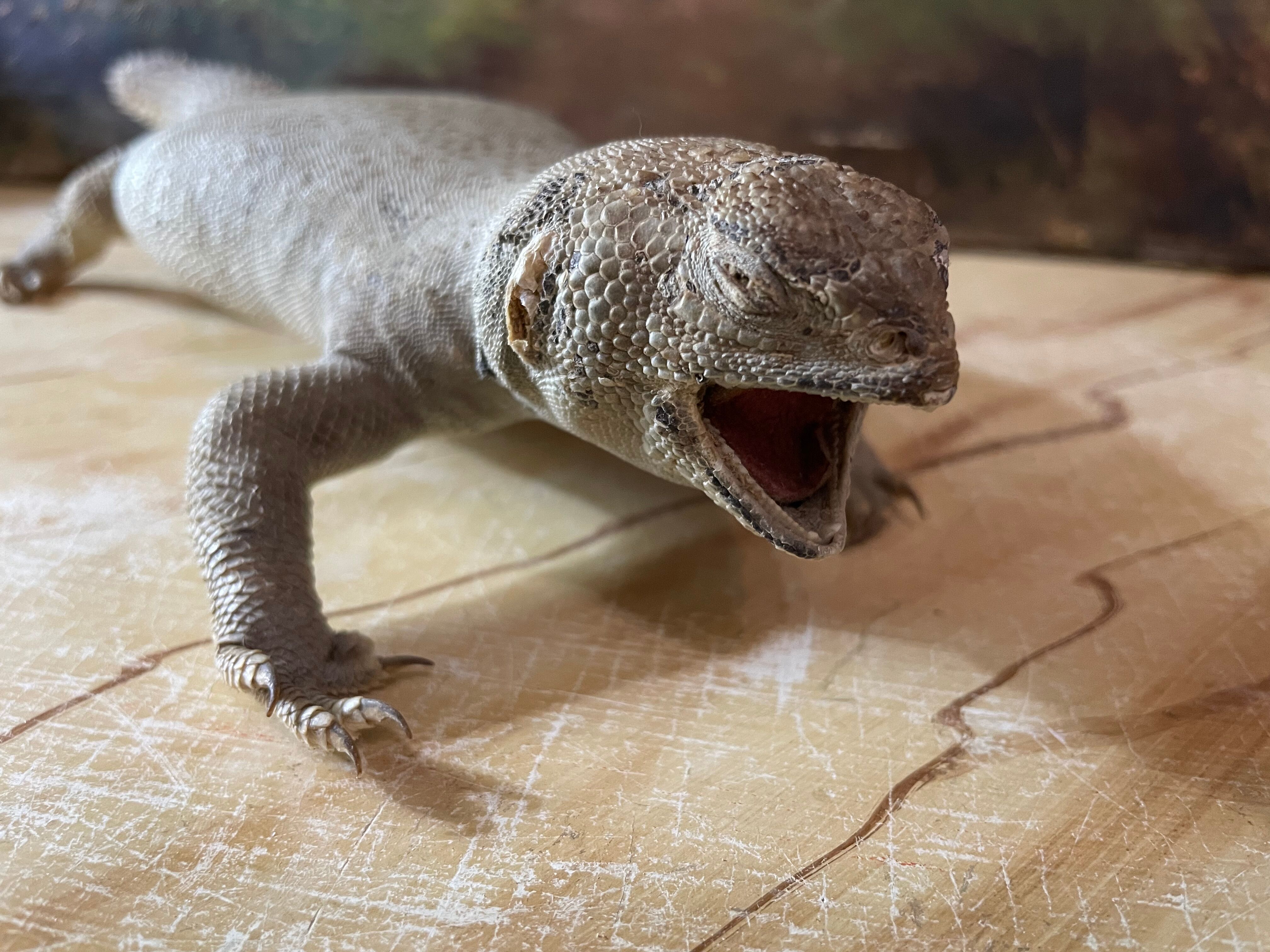 Ancient naturalized lizard