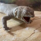 Ancient naturalized lizard