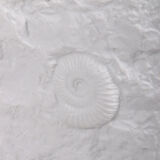 Large AK Kaiser porcelain vase with a white shell fossil pattern