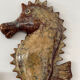 Ceramic wall seahorse