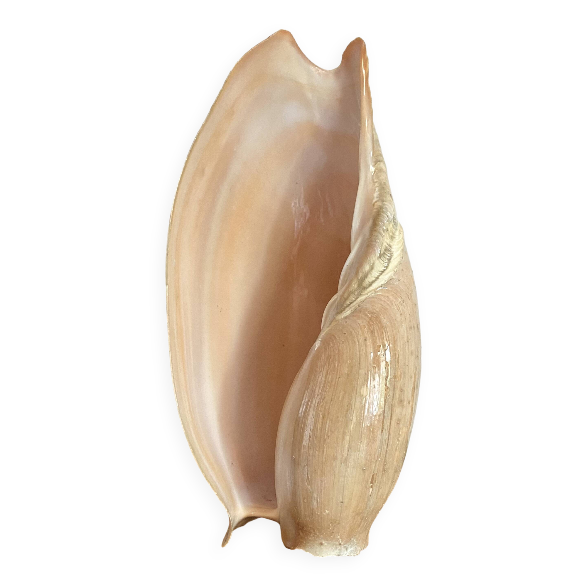 Volute shell from Senegal, 70s-80s