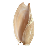 Volute shell from Senegal, 70s-80s