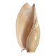 Coquillage volute du Sénégal années 70 -80
