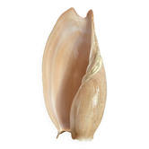 Coquillage volute du Sénégal années 70 -80