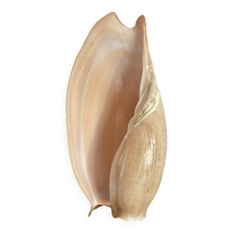 Volute shell from Senegal, 70s-80s