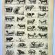 Antique engraving 1898, Ox, cow, bull, calf • Lithograph, original illustration