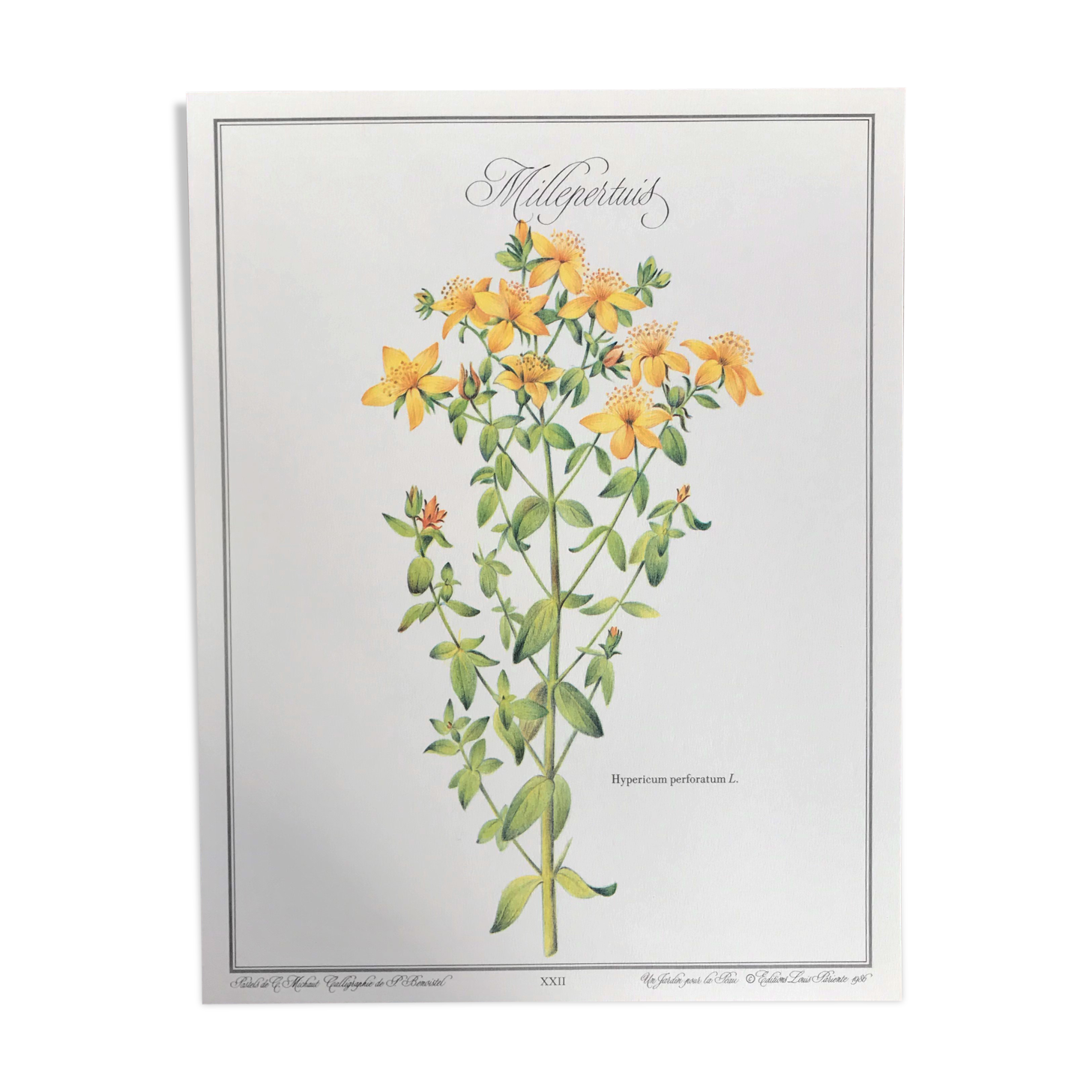 Botanical plank the Millepertuis