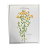 Botanical plank the Millepertuis