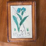 Set of 4 botanical plates