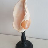 Shell on base