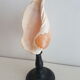 Shell on base