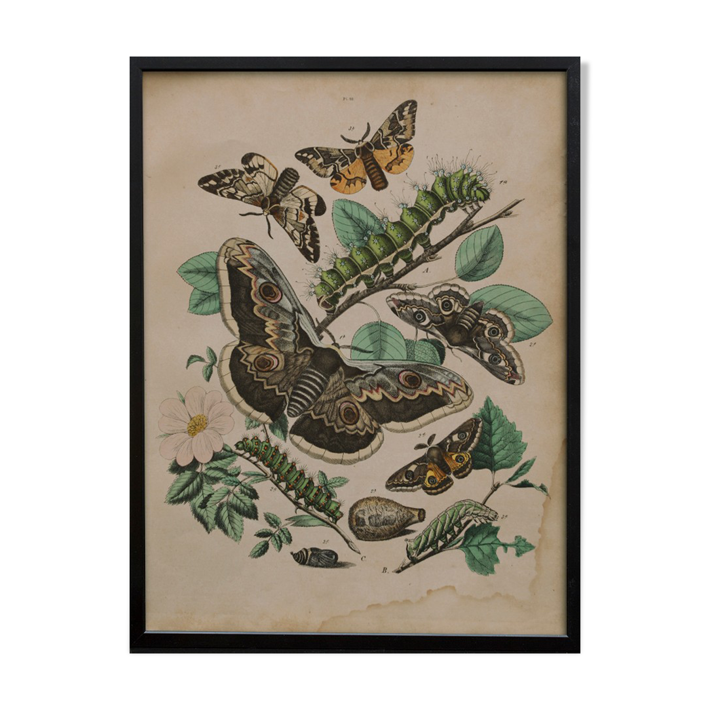 Lithography engraving vintage butterfly - Buffon 1850