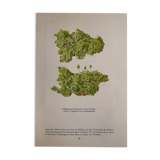 Hepathic botanical plate