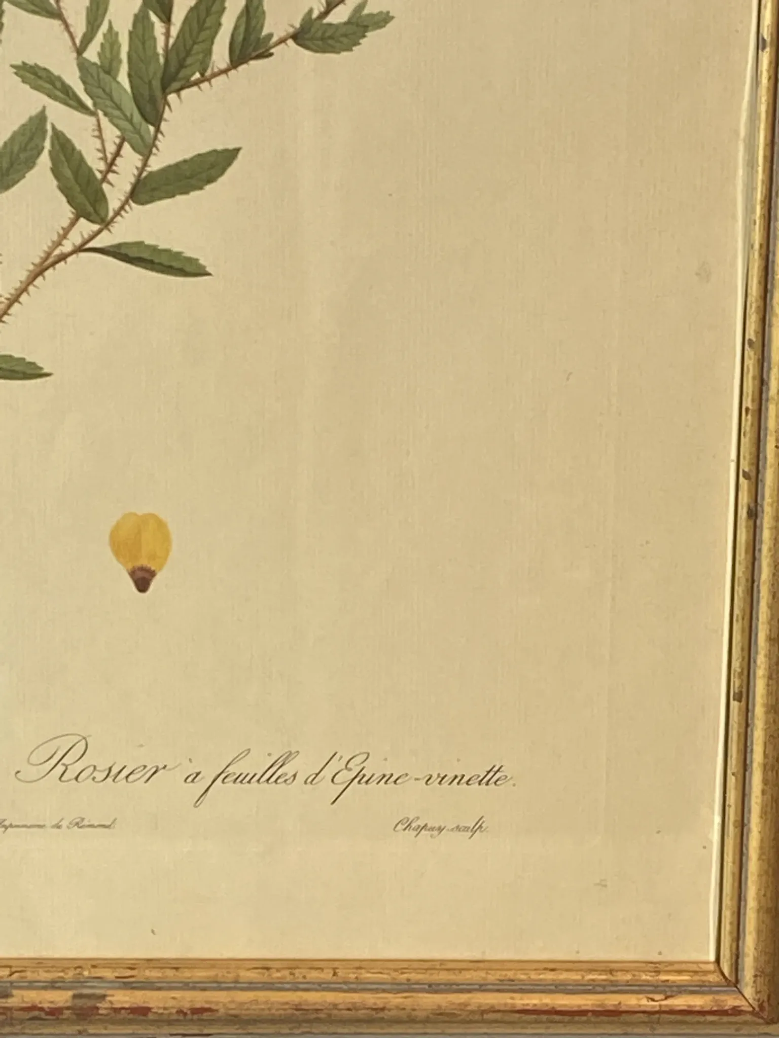 Botanical print, Rose, J-P Redouté
