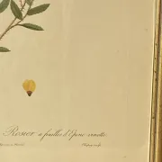 Botanical print, Rose, J-P Redouté