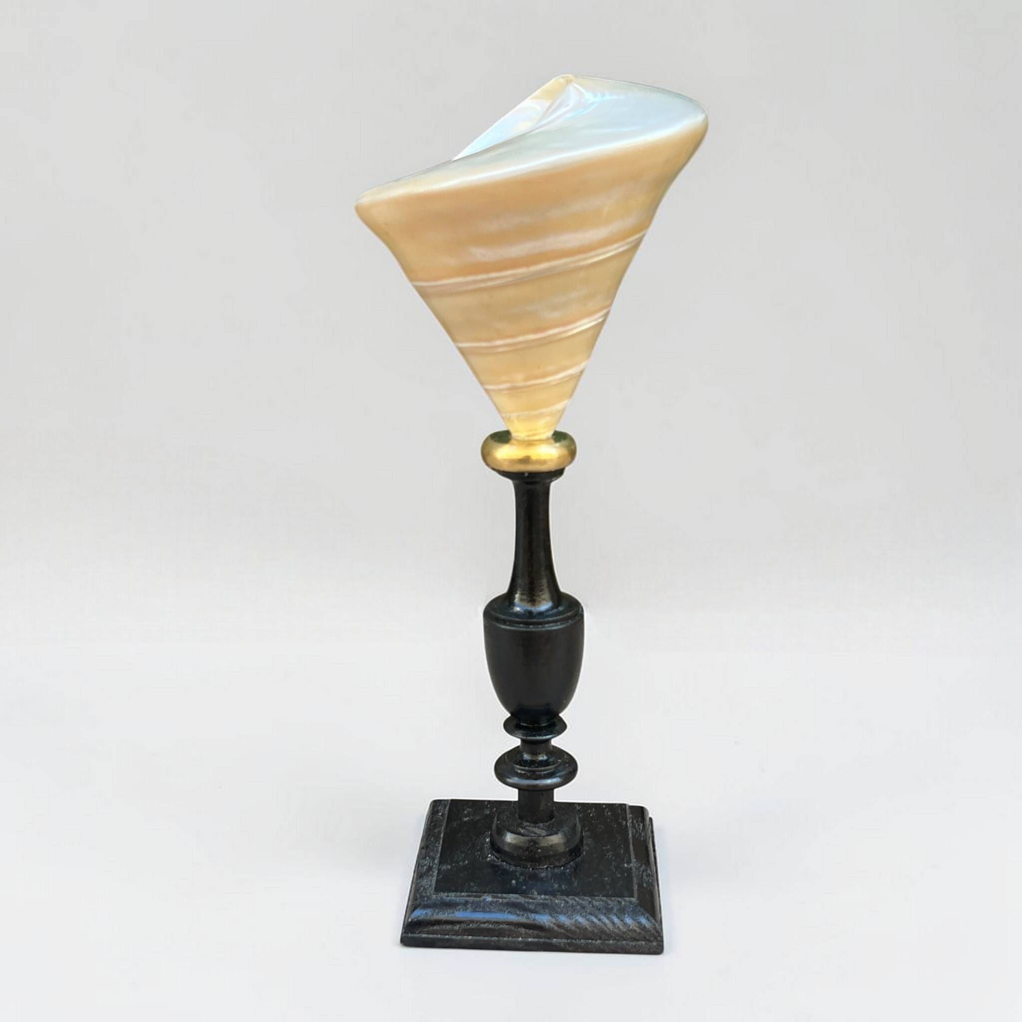 Ancient Troca Trochus shell in mother-of-pearl on a wooden base curiosities
