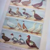 Old engraving from 1920 - Ducks - Original plate - by A. Millot