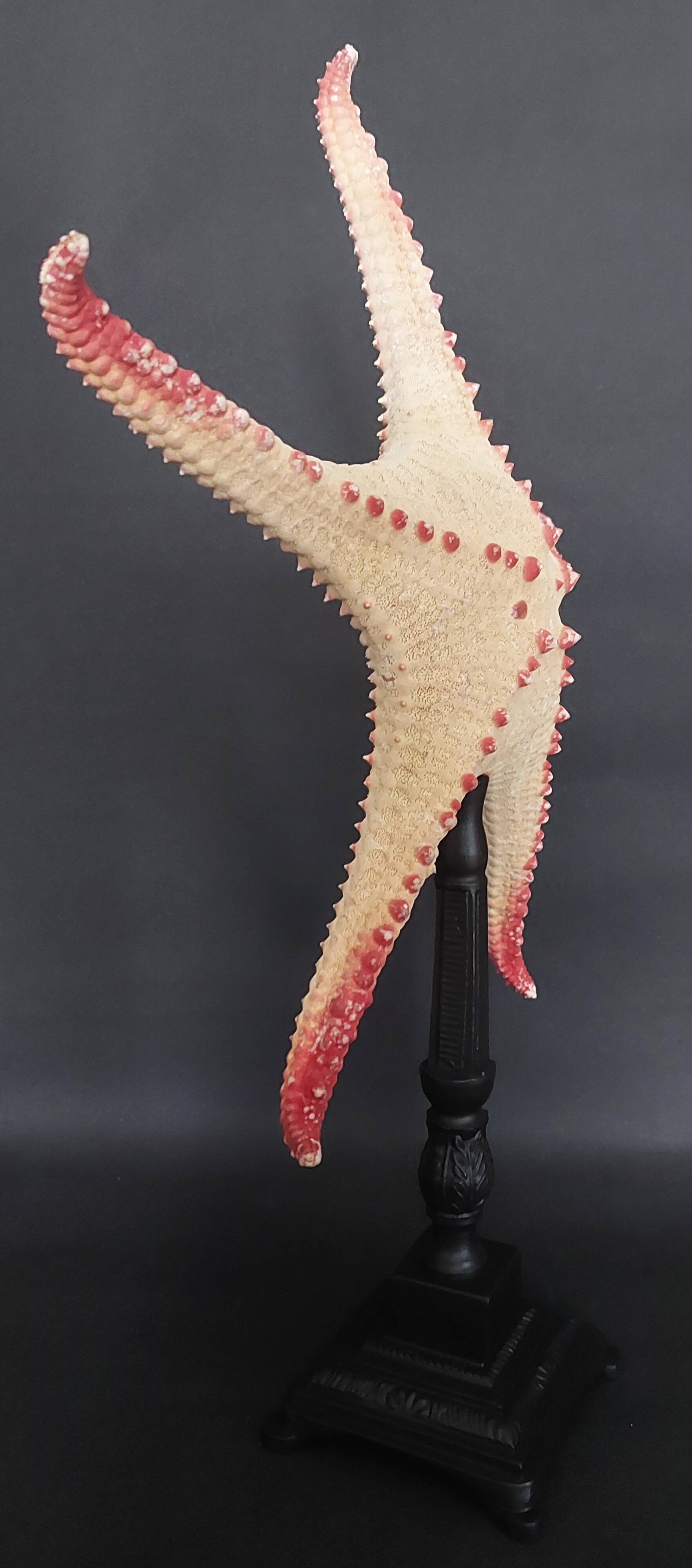 Cabinet of Curiosities starfish poraster superbus on base