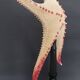 Cabinet of Curiosities starfish poraster superbus on base